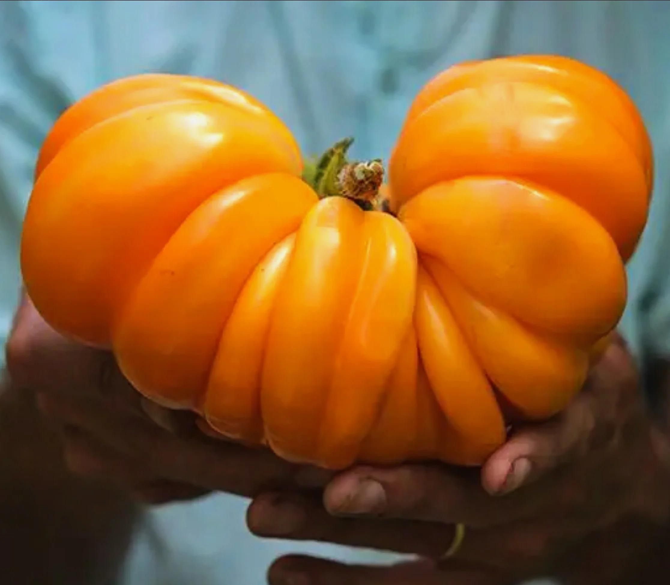 Orange Accordion — Chicago Tomato Man